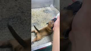 Belgian Malinois Dog Puppy #dogtraining #dog #shepherd