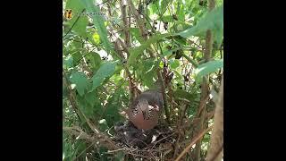 #EP17. Spotted Dove birds Feed the baby in the nest wel  Review Bird Nest 