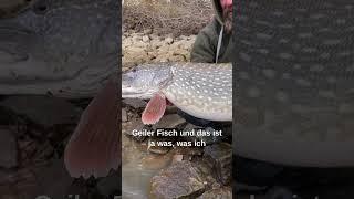 HECHT Mutti aus dem Rhein  wunderschön #shorts #short #raubfischangeln #pike #hecht