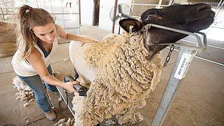 Amazing Modern Automatic Sheep Farming Technology - Fastest Shearing Cleaning and Milking Machines