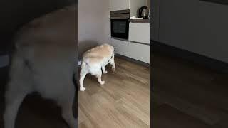 Dog plays referee as cat attempts to raid the kitchen