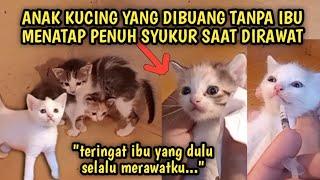 Kegiatanku Merawat Tiga Anak Kucing yang Dibuang di Tempat Sampah Kini Kondisi Mereka Lebih Baik