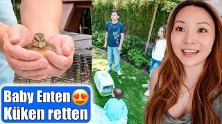 Baby Enten Küken retten  Zuhause aufziehen?  Familie entscheidet Teil 1 Mamiseelen