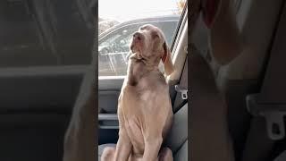 FUNNY DOG SLEEPING