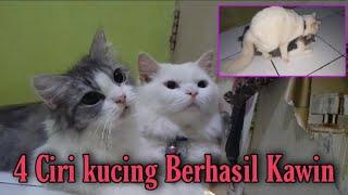 4 ciri kucing berhasil kawin