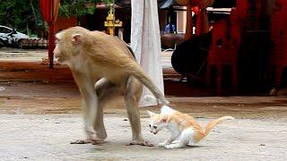 猴子撸猫就算了，竟然还偷猫，甚至十几个猴子抢夺一只猫咪