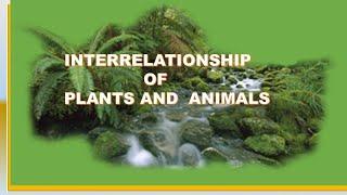 Interrelationship between plants and animals