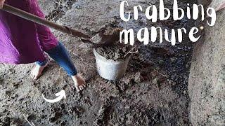 Barefoot farm work  Grabbing aged and fresh manure for a compost pile  Dirty feet and sole reveal