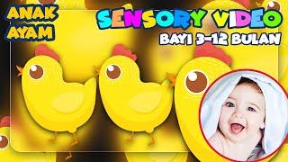 Sensory Video For Baby - Video Untuk Merangsang Penglihatan Bayi  Edisi Anak Ayam Lucu