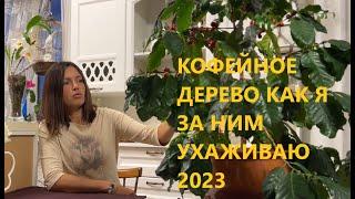 КОФЕЙНОЕ ДЕРЕВО КАК Я ЗА НИМ УХАЖИВАЮ 2023