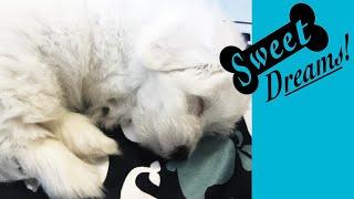 Dog Barking? Soothe Your Pet Now with Calming White Noise  Dog Sleep Sounds 10 Hours