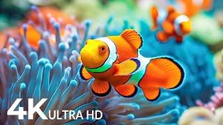 Aquarium 4K VIDEO ULTRA HD  Beautiful Coral Reef Fish  Relaxing Sleep Meditation Music