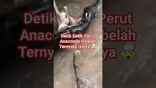 Detik detik perut anaconda dibelah ternyata isinya #feedshorts #beranda #fypシ #viral #anaconda