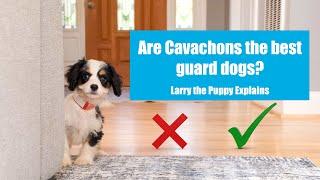 The Cavachon Puppy Vlog Cuteness Overload Episode #15