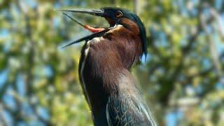 Green heron call sound & activities  Bird