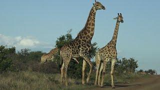 Mating Giraffes S218 Kruger NP 2022 nov 09