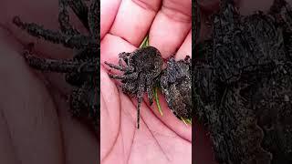 giant spider #linkinpark #nature #spiderhunter #gagamba #