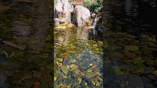 Koi in epcot Japan garden - walt Disney world