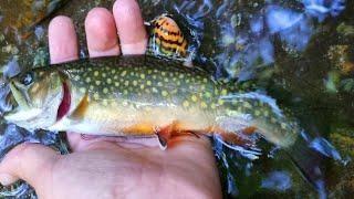 mountain fly fishing for char on the Alps