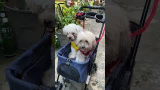 Our Cute Fur Babies Shih-poo Stress reliever and human bestfriends #pets #furbaby #youtube