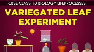 VARIEGATED LEAF EXPERIMENT  LIFE PROCESSES  cbse 10th biology Ncert Class 10  CBSE syllabus