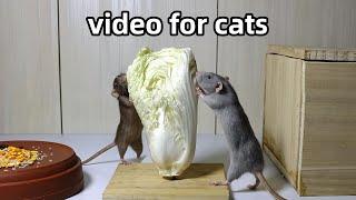 Cat TVRat Video for Cats to WatchHide and Seek Video