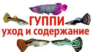 АКВАРИУМНЫЕ РЫБКИ ГУППИ УХОДСОДЕРЖАНИЕ И КОРМЛЕНИЕ .Poecilia reticulata