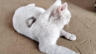 Beautiful White Cat