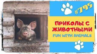 Приколы с Животными  Смешные Животные  Fun with Animals 