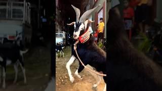 QURBANI KA BAKRA️  MASHALLAH  GOAT #bakraeid #mandi #qurbanistatus