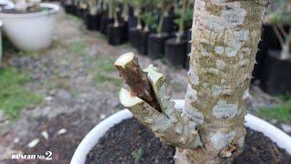 GRAFTING Bunga Euphorbia Stek Okulasi #grafting #bunga #taman