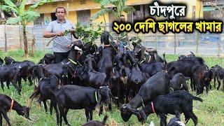 তরুন উদ্যোক্তার ২০০ দেশি ছাগলের খামার। ব্লাক বেঙ্গল ছাগল পালন পদ্ধতি।Black Bengal Got Farming Chandp