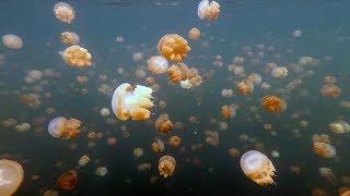 Jellyfish lakes in Indonesia - Kakaban Misool