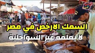 رحلتي للبحث عن أفضل وأرخص الاسماك الشعبية في مصر  السمك اللي سعره علي اد الايد  بصحيح