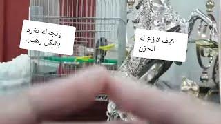 كيف نقضي على سكوت الحسون في البيت او الخارج ومنحه الثقة على الغناء بقوة استعدادا للتزاوج