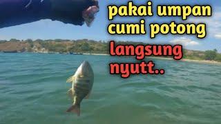 Mancing pakai umpan cumi potong  di laut hasilnya mantap