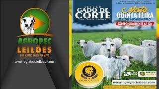 agropecleiloes.com LEILÃO GADO DE CORTE  PADRE CÍCERO LEILÕES - PORTO NACIONAL - TO  25112021