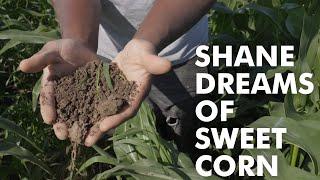 Shane Dreams of Sweet Corn  Episode 3
