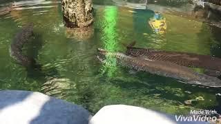 WOOW Ini Bukti Keganasan Ikan Arapaima Ikan Predator dari Amazon  Ini Bukan Ikan Cupang 