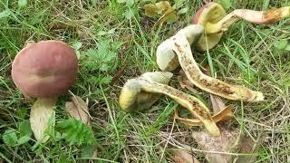 Parkogrzybek czerwonawy Hortiboletus rubellus