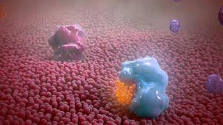 Non-steroidal Anti-inflammatory Drug Animation