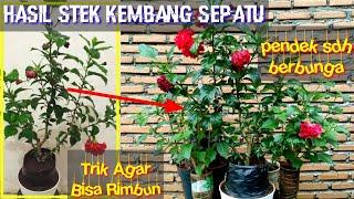 Bahan Bonsai Kembang Sepatu Hasil Stek Cepat Berbunga  Tips Agar Rimbun