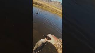 Duck Hunting with Shotgun #hunting #catchandcook