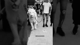 Charles Oliveira Walking a Lion