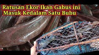 Pasang Bubu Ikan Gabus Di Musim Kemarau  Ratusan Ekor Ikan Gabus Masuk Kedalam Satu Bubu