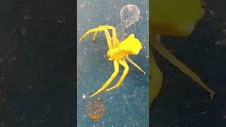 Scary yellow spider  Close up video #shorts