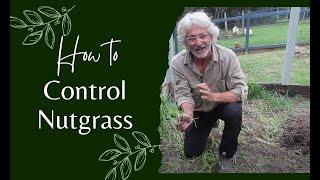 How to Control Nutgrass