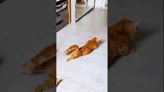 funny cats  episode 309 #shorts