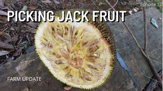 PICKING JACK FRUIT IN JAMAICA