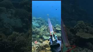 amazing fish encounter #spearfishingphilipines Mel Spearfishing Tv